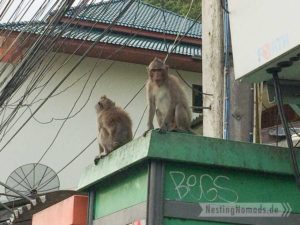 Affen am Straßenrand