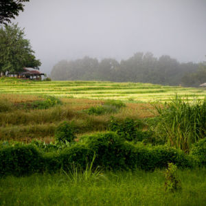 Reisefeld im Nebel Pai / Thailand